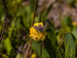 Grossglocknergebiet - Schmetterling